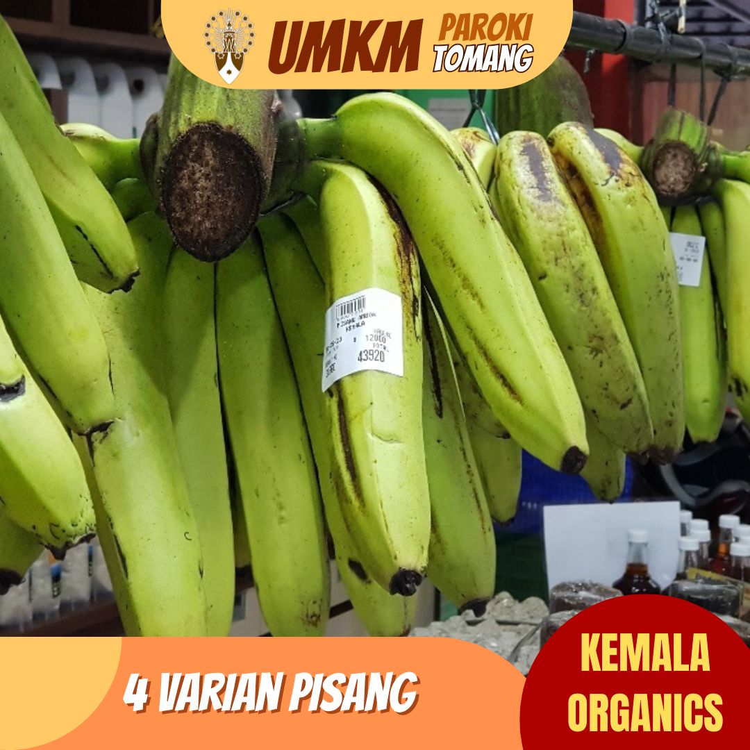 https://umkm.parokitomang.or.id//assets/images/product/varian pisang Kemala Organics